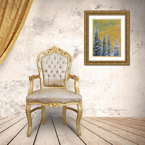 Colorado, Grand Mesa Early snowfall on forest Gold Ornate Wood Framed Art Print with Double Matting by Paulson, Don