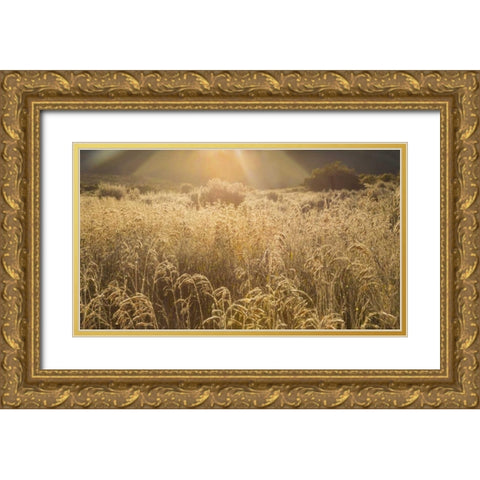 Colorado Sunlight on fall grasses Gold Ornate Wood Framed Art Print with Double Matting by Paulson, Don