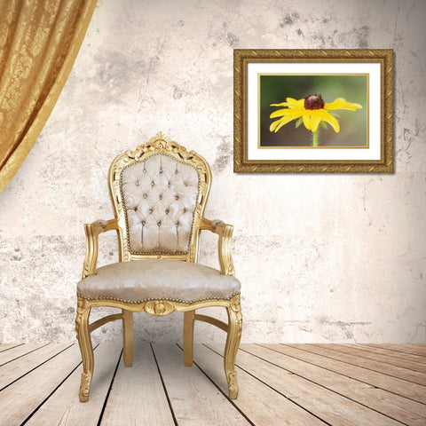 USA, Colorado, Boulder Sunflower close-up Gold Ornate Wood Framed Art Print with Double Matting by Bush, Marie