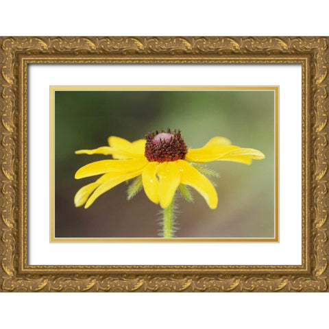 USA, Colorado, Boulder Sunflower close-up Gold Ornate Wood Framed Art Print with Double Matting by Bush, Marie