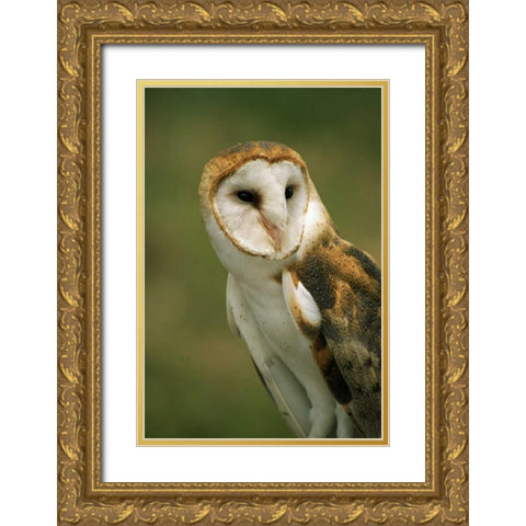 CO, Broomfield Portrait of a Barn owl Gold Ornate Wood Framed Art Print with Double Matting by Bush, Marie