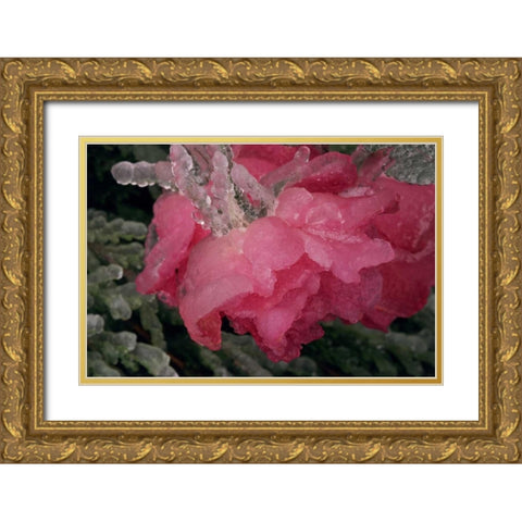 USA, Colorado, Lafayette Ice on pink rose Gold Ornate Wood Framed Art Print with Double Matting by Bush, Marie