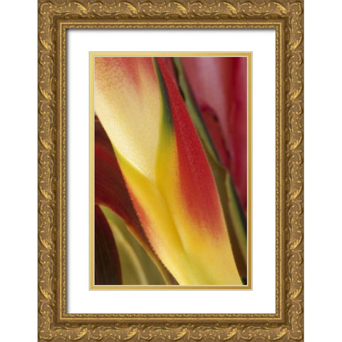 USA, Colorado, Lafayette, heliconia close-up Gold Ornate Wood Framed Art Print with Double Matting by Bush, Marie