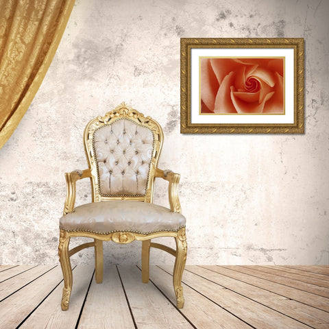 USA, Colorado, Lafayette Peach rose close-up Gold Ornate Wood Framed Art Print with Double Matting by Bush, Marie