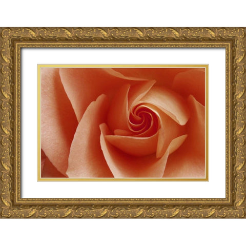 USA, Colorado, Lafayette Peach rose close-up Gold Ornate Wood Framed Art Print with Double Matting by Bush, Marie