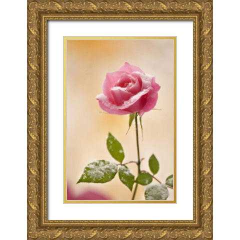 Colorado, Lafayette Snow flakes on pink rose Gold Ornate Wood Framed Art Print with Double Matting by Bush, Marie