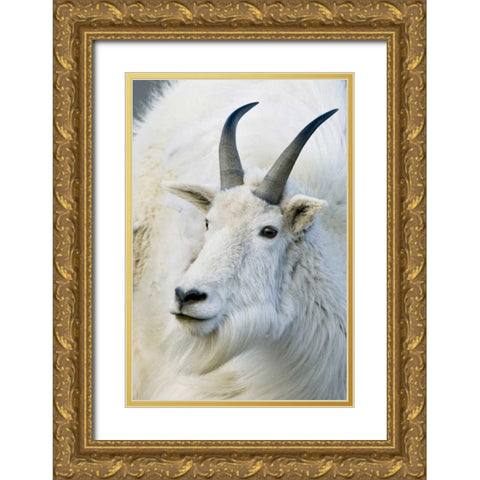 CO, Mount Evans Recreation Area Mountain goat Gold Ornate Wood Framed Art Print with Double Matting by Bush, Marie