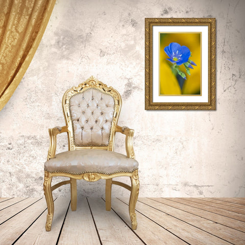 USA, Colorado Close-up of cranesbill geranium Gold Ornate Wood Framed Art Print with Double Matting by Rotenberg, Nancy