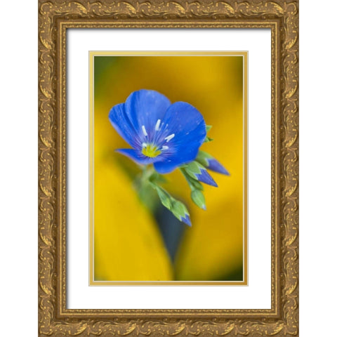 USA, Colorado Close-up of cranesbill geranium Gold Ornate Wood Framed Art Print with Double Matting by Rotenberg, Nancy