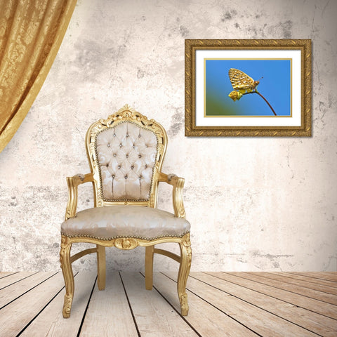 USA, Colorado Skipper butterfly on flower stem Gold Ornate Wood Framed Art Print with Double Matting by Rotenberg, Nancy