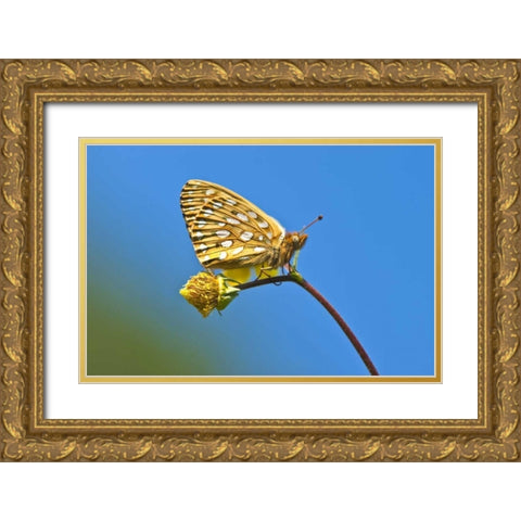 USA, Colorado Skipper butterfly on flower stem Gold Ornate Wood Framed Art Print with Double Matting by Rotenberg, Nancy