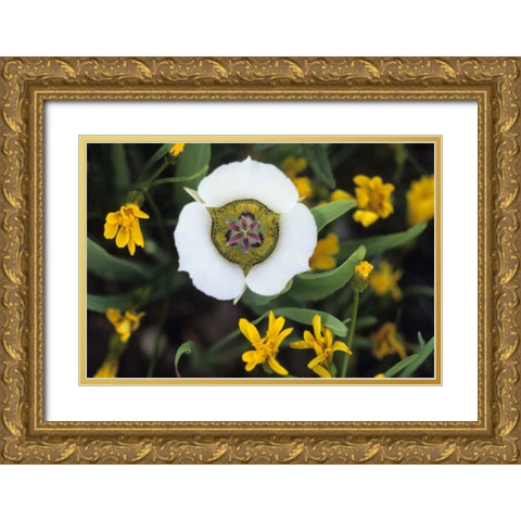 Colorado Mariposa tulip and mountain wildflowers Gold Ornate Wood Framed Art Print with Double Matting by Rotenberg, Nancy