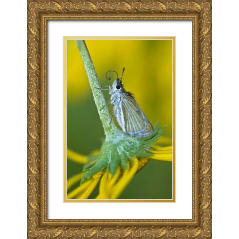 Colorado Skipper butterfly on sunflower Gold Ornate Wood Framed Art Print with Double Matting by Rotenberg, Nancy