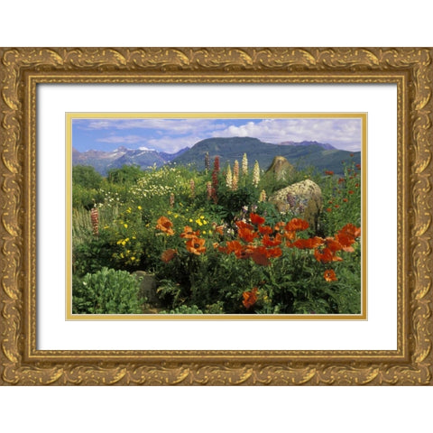 CO, Crested Butte Wildflowers in mountain garden Gold Ornate Wood Framed Art Print with Double Matting by Rotenberg, Nancy