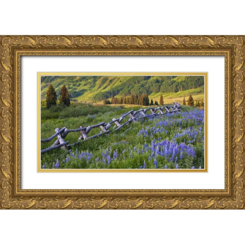 Colorado Lupines and split rail fence in meadow Gold Ornate Wood Framed Art Print with Double Matting by Rotenberg, Nancy