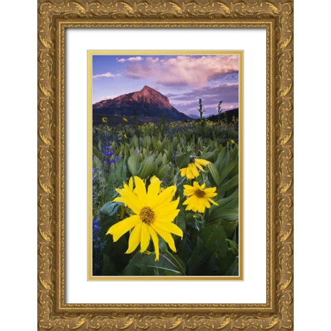CO, Mt Crested Butte Meadow flowers at sunset Gold Ornate Wood Framed Art Print with Double Matting by Rotenberg, Nancy