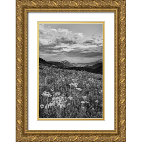 Colorado, Crested Butte flowers cover hillside Gold Ornate Wood Framed Art Print with Double Matting by Flaherty, Dennis