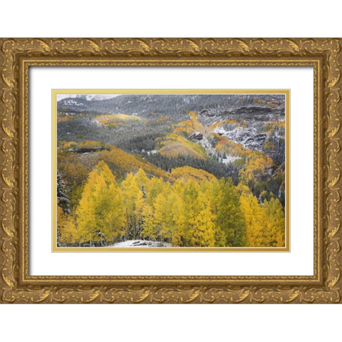 Colorado, San Juan Mountains Autumn snowfall Gold Ornate Wood Framed Art Print with Double Matting by Grall, Don