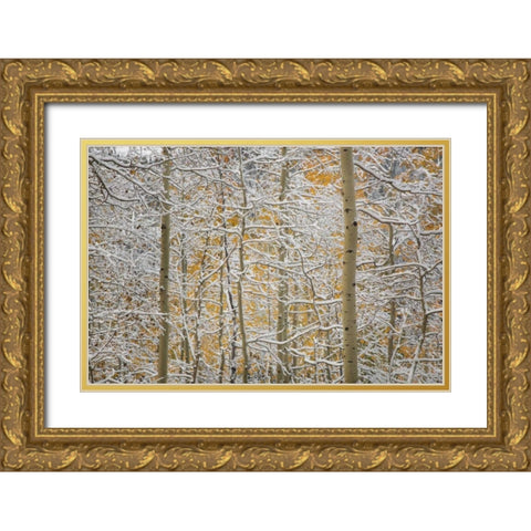 Colorado, San Juan Mountains Snow on aspen trees Gold Ornate Wood Framed Art Print with Double Matting by Grall, Don