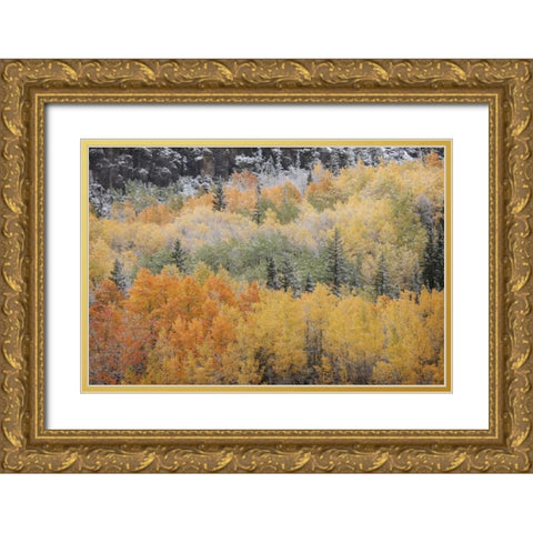 Colorado, San Juan Mts Aspens after snowstorm Gold Ornate Wood Framed Art Print with Double Matting by Grall, Don