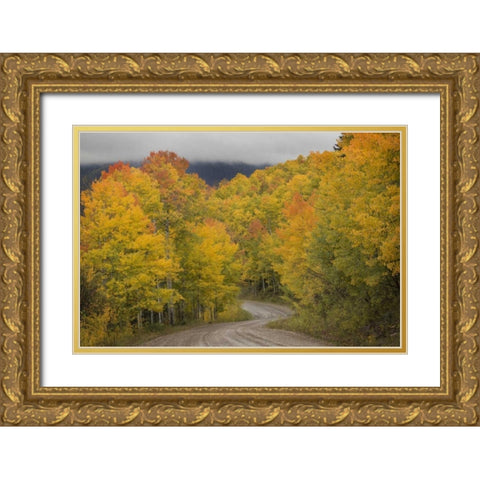 CO, San Juan NF Autumn aspen trees and road Gold Ornate Wood Framed Art Print with Double Matting by Grall, Don