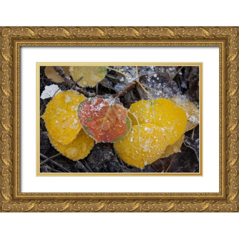 CO, Uncompahgre NF Frozen water on aspen leaves Gold Ornate Wood Framed Art Print with Double Matting by Grall, Don