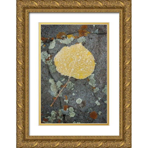 Colorado, Uncompahgre NF Rindrops on aspen leaf Gold Ornate Wood Framed Art Print with Double Matting by Grall, Don