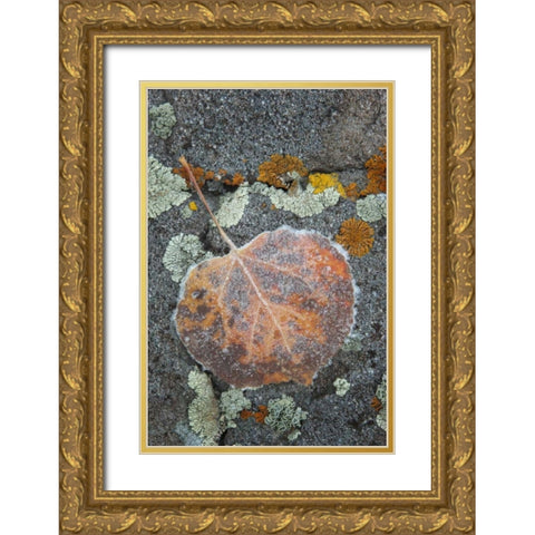 Colorado, Uncompahgre NF Rindrops on aspen leaf Gold Ornate Wood Framed Art Print with Double Matting by Grall, Don