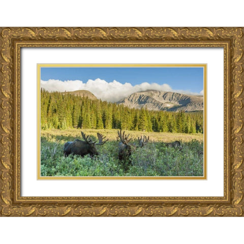 CO, Arapaho NF Male moose grazing on bushes Gold Ornate Wood Framed Art Print with Double Matting by Illg, Cathy and Gordon