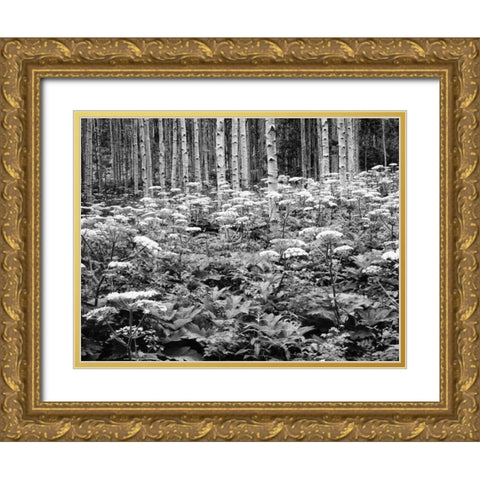 CO, Rocky Mts Cow parsnip grows in aspen grove Gold Ornate Wood Framed Art Print with Double Matting by Flaherty, Dennis