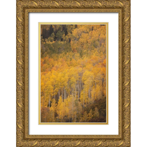 CO, Gunnison NF Aspen forest at peak autumn Gold Ornate Wood Framed Art Print with Double Matting by Grall, Don