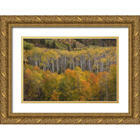 CO, White River NF Aspen grove at peak autumn Gold Ornate Wood Framed Art Print with Double Matting by Grall, Don