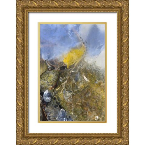 Colorado, Pike NF Frozen aspen leaf on rock Gold Ornate Wood Framed Art Print with Double Matting by Grall, Don