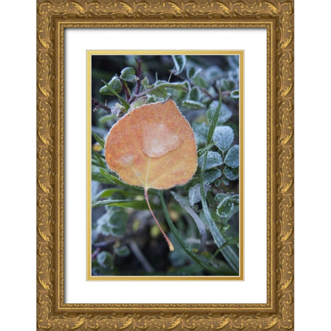 CO, Uncompahgre NF Frozen raindrops on aspen Gold Ornate Wood Framed Art Print with Double Matting by Grall, Don