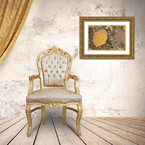 CO, Gunnison NF Aspen leaf and lichen on rock Gold Ornate Wood Framed Art Print with Double Matting by Grall, Don