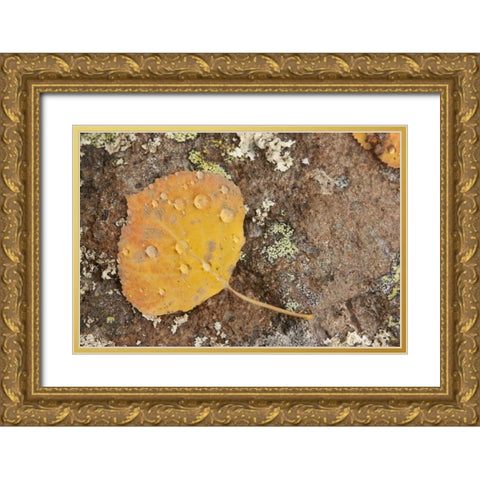 CO, Gunnison NF Aspen leaf and lichen on rock Gold Ornate Wood Framed Art Print with Double Matting by Grall, Don