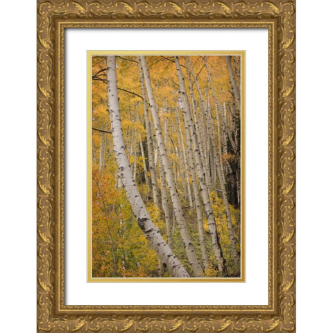Colorado, San Juan NF Autumn-colored aspen trees Gold Ornate Wood Framed Art Print with Double Matting by Grall, Don