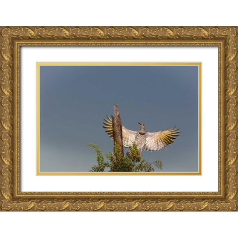 AZ, Buckeye Gilded flicker on cholla skeleton Gold Ornate Wood Framed Art Print with Double Matting by Kaveney, Wendy