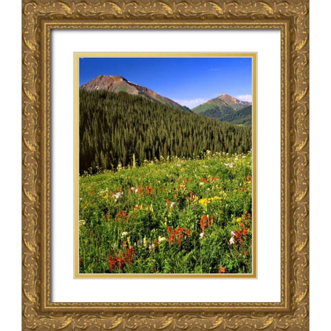 CO, Maroon Bells-Snowmass Wilderness Flowers Gold Ornate Wood Framed Art Print with Double Matting by Terrill, Steve