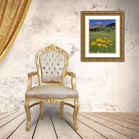 CO, Mill Creek Valley Sneezeweed blooming Gold Ornate Wood Framed Art Print with Double Matting by Terrill, Steve