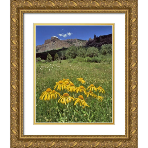 CO, Mill Creek Valley Sneezeweed blooming Gold Ornate Wood Framed Art Print with Double Matting by Terrill, Steve