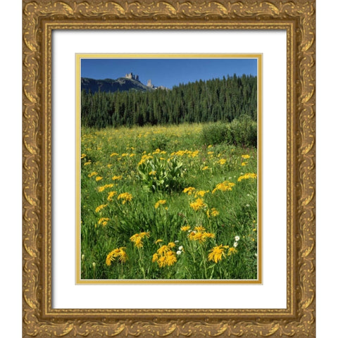 CO, West Elks Wilderness Sneezeweed blooming Gold Ornate Wood Framed Art Print with Double Matting by Terrill, Steve