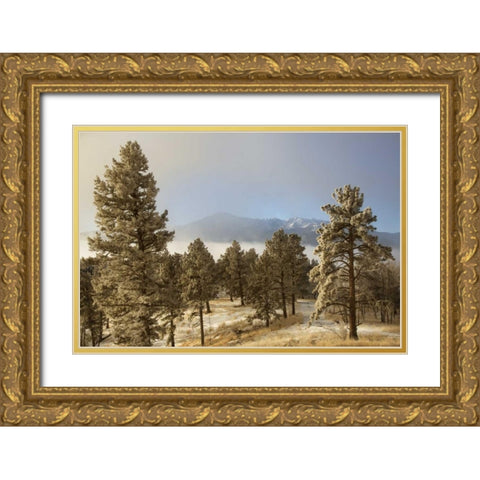 Colorado, Pike NF Frost on Ponderosa Pine trees Gold Ornate Wood Framed Art Print with Double Matting by Grall, Don