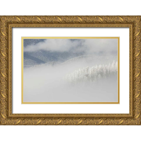 Colorado, Pike NF Trees with hoarfrost in fog Gold Ornate Wood Framed Art Print with Double Matting by Grall, Don