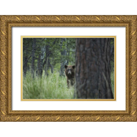 Colorado A cinnamon phase black bear in forest Gold Ornate Wood Framed Art Print with Double Matting by Grall, Don