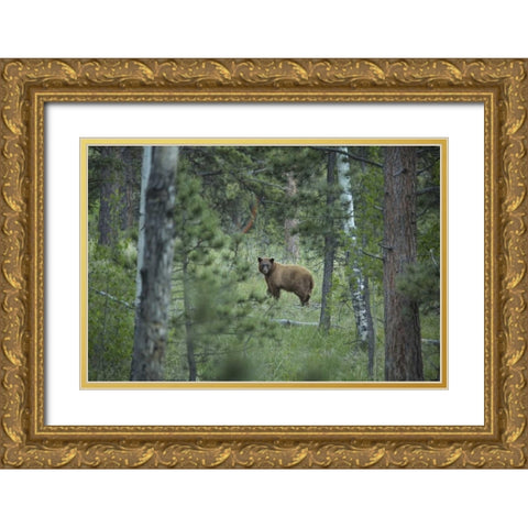 Colorado A cinnamon phase black bear in forest Gold Ornate Wood Framed Art Print with Double Matting by Grall, Don