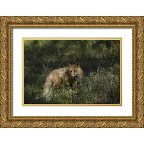 Colorado, Pike National Forest Red fox in meadow Gold Ornate Wood Framed Art Print with Double Matting by Grall, Don