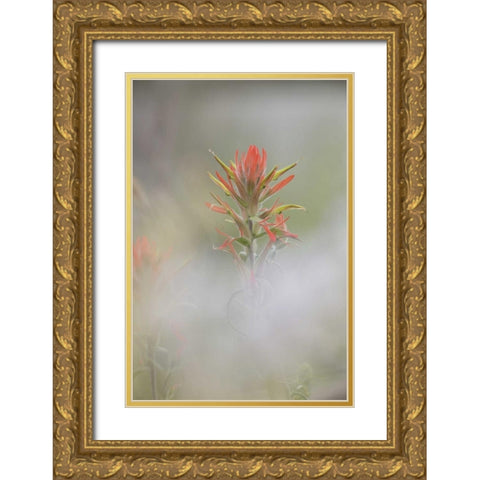 CO, Pike NF Indian paintbrush in foggy meadow Gold Ornate Wood Framed Art Print with Double Matting by Grall, Don