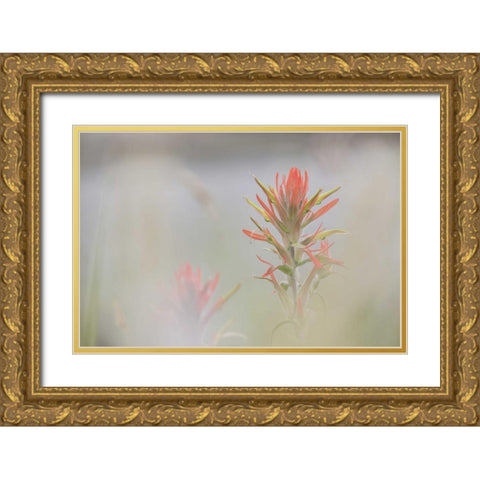 CO, Pike NF Indian paintbrush in foggy meadow Gold Ornate Wood Framed Art Print with Double Matting by Grall, Don