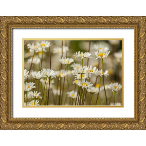 USA, Colorado, Grand County Oxeye daisies Gold Ornate Wood Framed Art Print with Double Matting by Illg, Cathy and Gordon